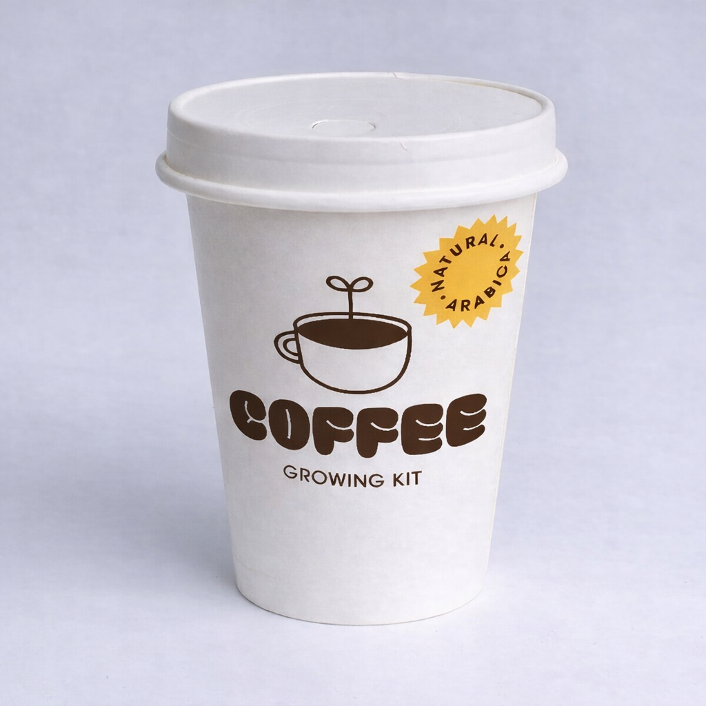 Arabica kafijas augs mājās  ☕