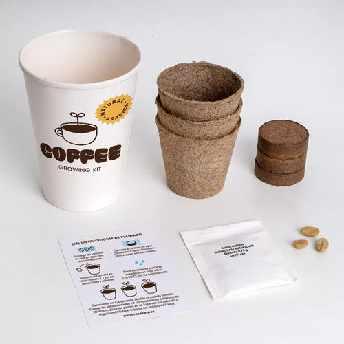 Arabica kafijas augs mājās  ☕