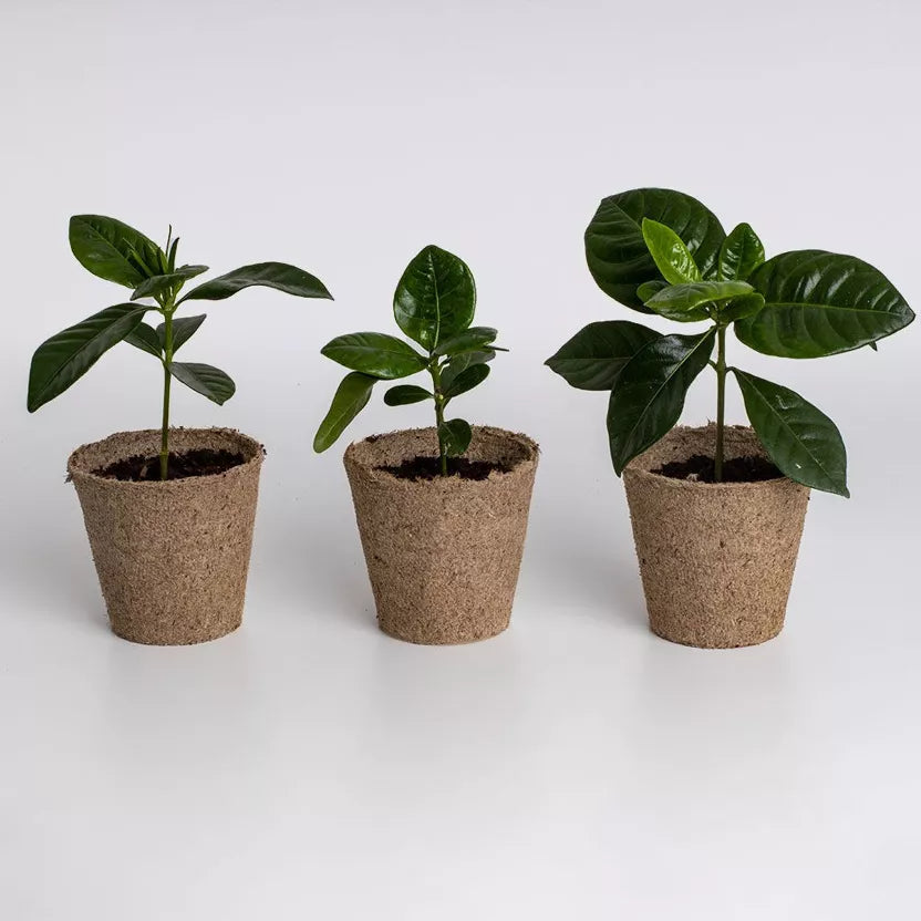 Arabica kafijas augs mājās  ☕